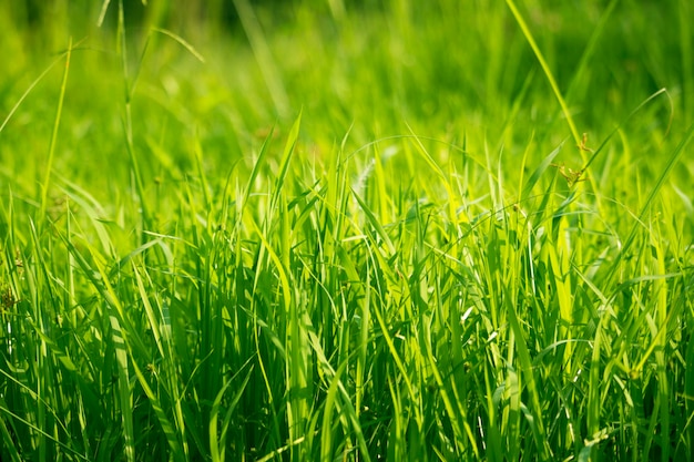 Grama verde no nível dos olhos para plano de fundo ou design gráfico