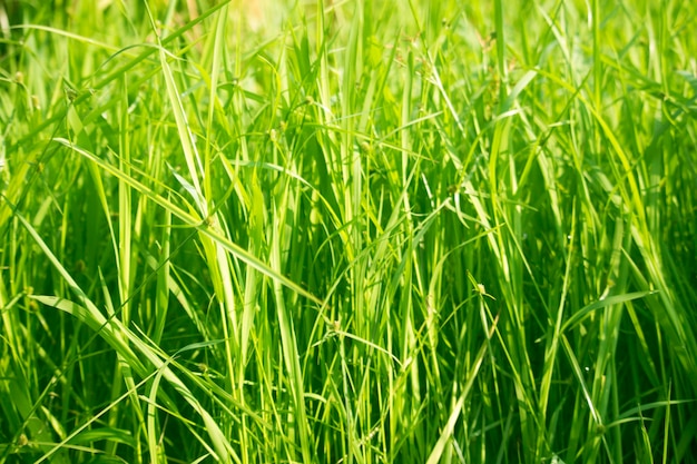 Grama verde no nível dos olhos para plano de fundo ou design gráfico