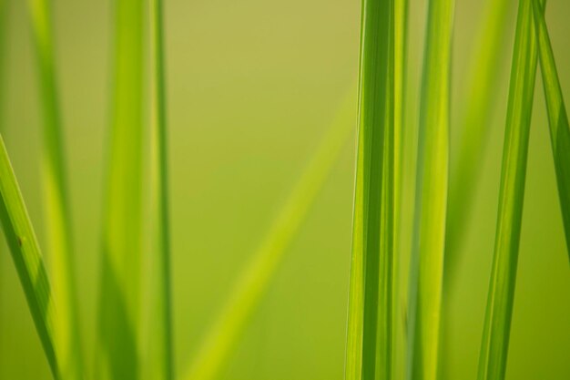 Grama verde no nível dos olhos para plano de fundo ou design gráfico