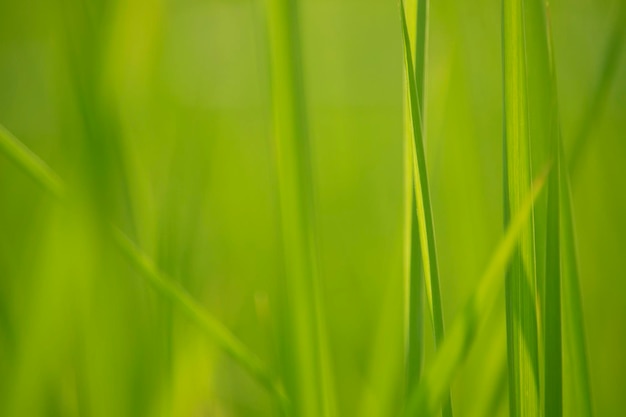 Grama verde no nível dos olhos para plano de fundo ou design gráfico