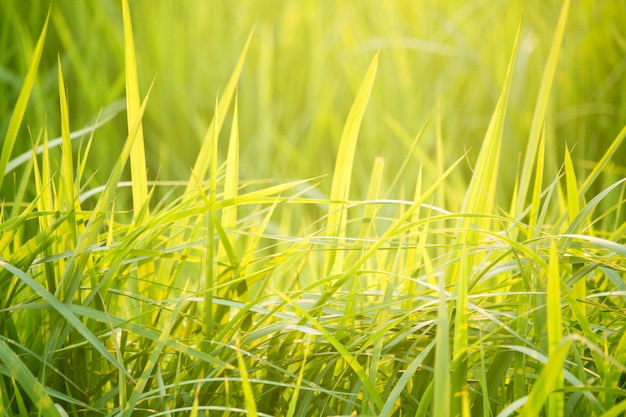 Grama verde no nível dos olhos para plano de fundo ou design gráfico