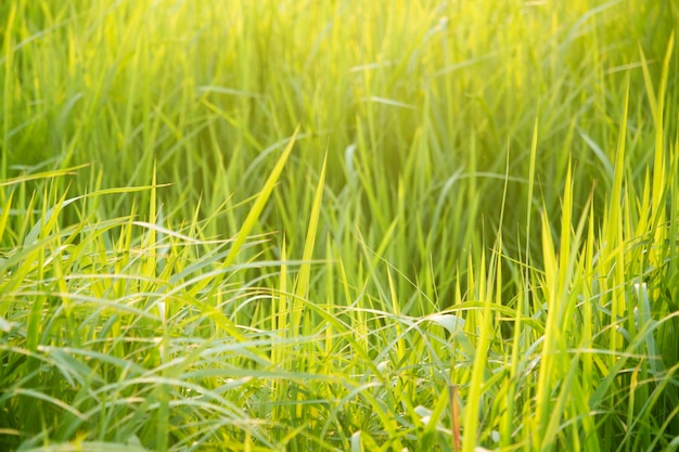 Grama verde no nível dos olhos para plano de fundo ou design gráfico