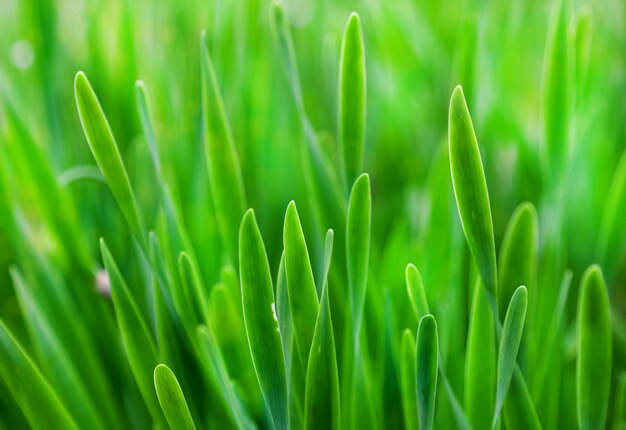 Grama verde no verão, foco seletivo