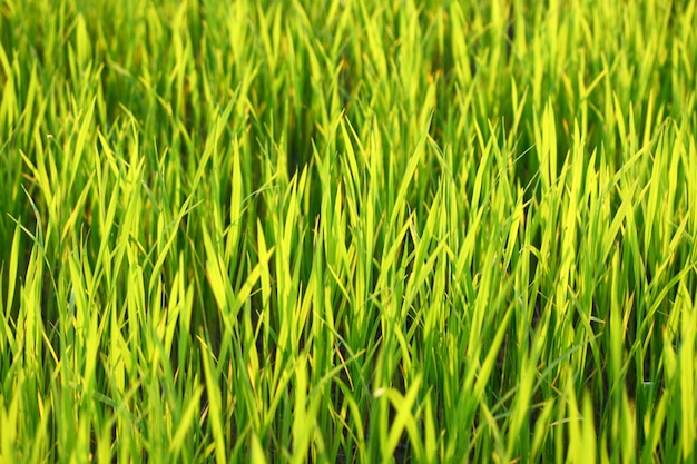 Grama verde no verão