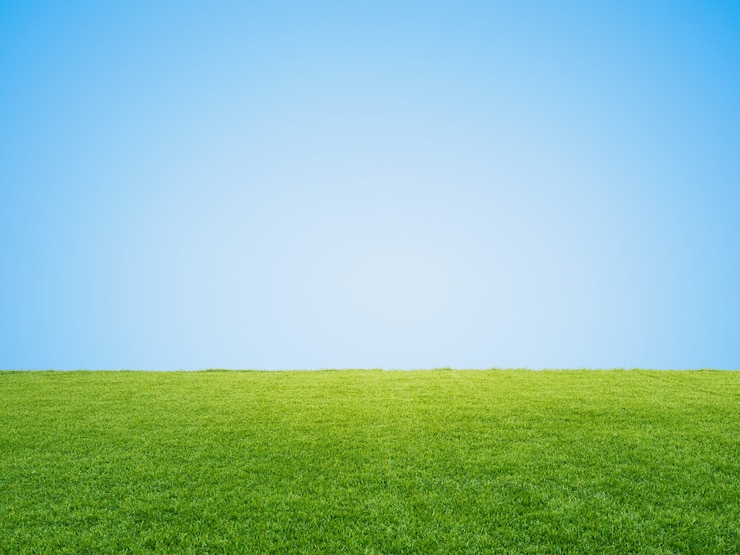 Foto grama verde ou relva no fundo do céu azul