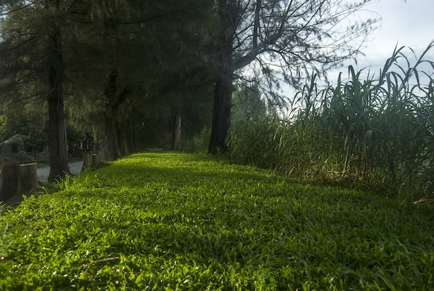 Grama verde pela manhã