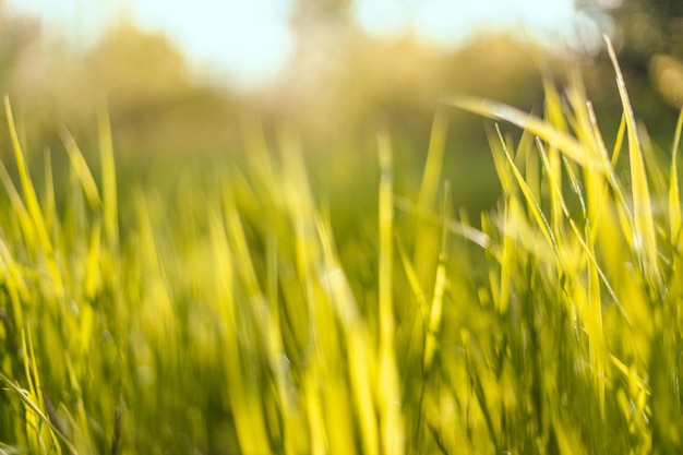 Grama verde primavera em fundo horizontal de luz solar em dia ensolarado de verão no parque