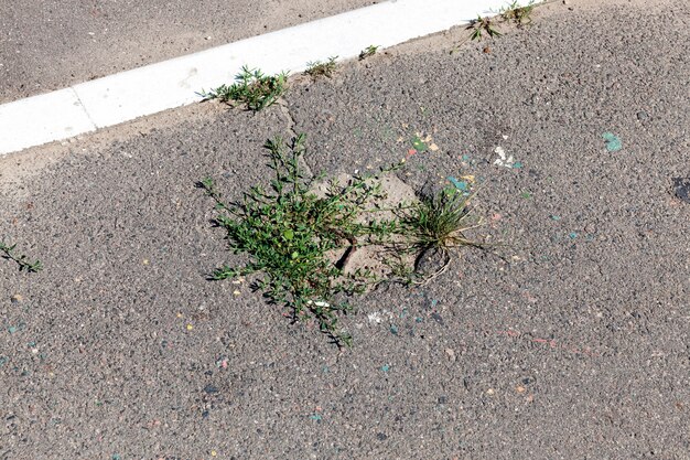 Grama verde rompendo e crescendo em poços na estrada de asfalto