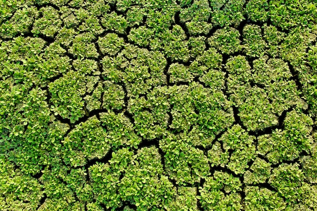 Grama verde seca