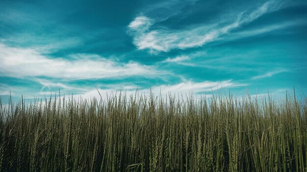 Foto grama verde textura con fondo azul cielo y hierba del suelo con fondo aislado