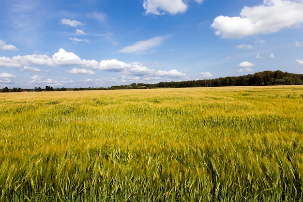 Grama verde verde crescendo em campo agrícola