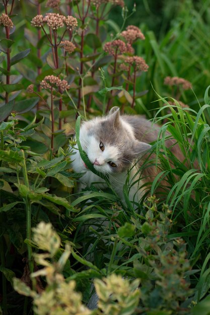 Grama verde vitaminada para gatos Gato doméstico adulto comendo grama no jardim Kitty sentado na grama e roendo um galho