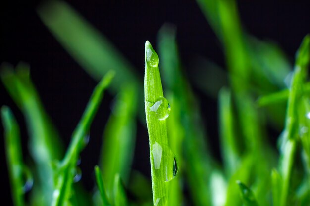 Grama verde