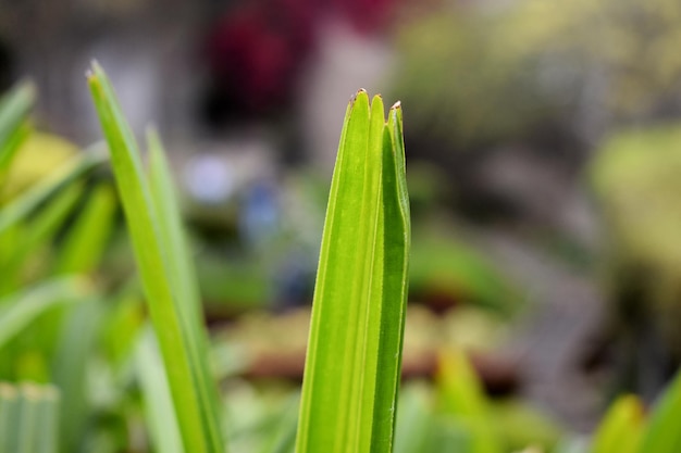 Grama verde