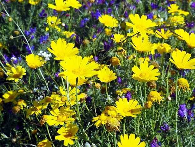 Gramado com Calendula arvensis