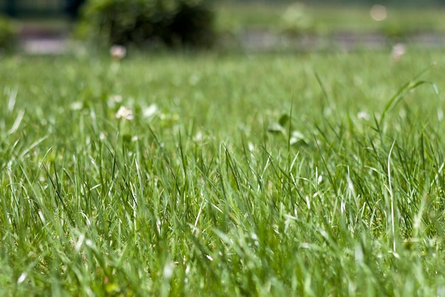 Gramado com grama verde alta fresca brilhante e arbustos decorativos iluminados pelo sol na primavera ou dia de verão.