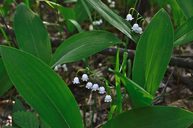 Foto gramado com lírios em flor do vale