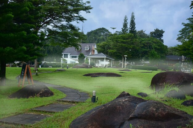 Gramado verde e caminhada com a natureza