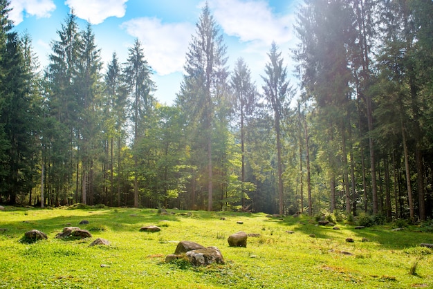 Gramado verde em um parque com grama e grandes árvores sob um céu azul com nuvens