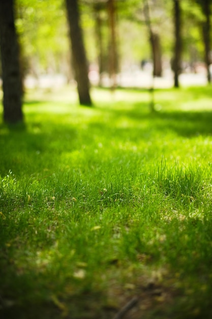 Foto gramado verde no parque entre árvores em dia ensolarado quente e brilhante