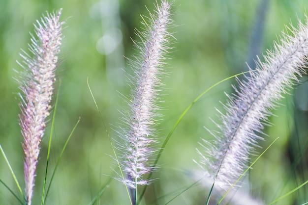 Gramíneas de Flora