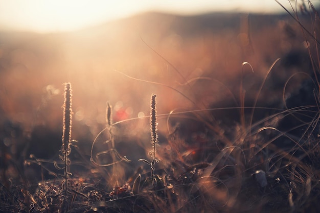 Gramíneas de outono secas em uma floresta ao pôr do sol. Imagem macro, profundidade de campo rasa. Belo fundo de natureza de outono