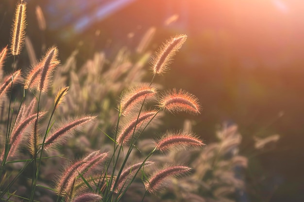 gramíneas de primavera