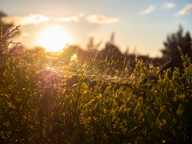 Gramíneas e flores de primavera selvagem ao pôr do sol na Grécia