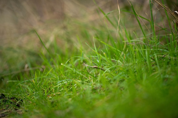 gramíneas nativas longas em uma pastagem agrícola regenerativa em uma pastagem no mato na Austrália na primavera na Austrália