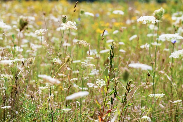 Gramíneas naturais de verão e flores silvestres, ervas de prado e plantas de flores de campo, flores silvestres, brancas e