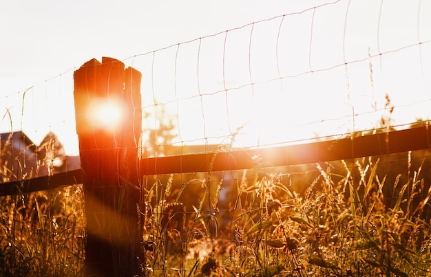 Foto gramíneas no campo sob o sol