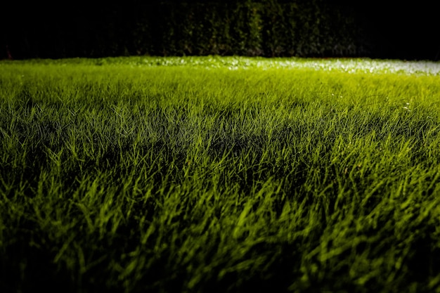 Foto gramíneas no chão no jardim noturno escuro com holofotes