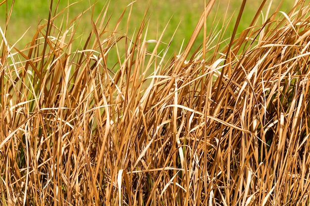 Gramíneas secas de produtos químicos no campo.