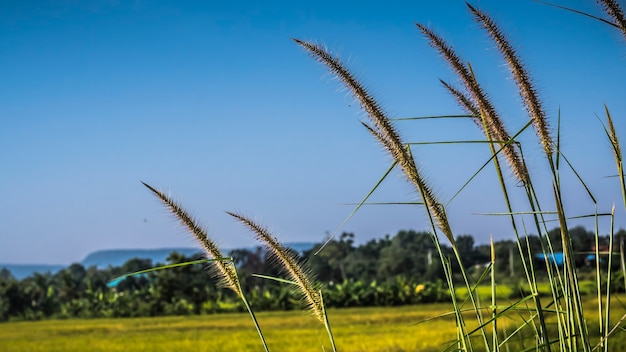 Gramíneas selvagens fecham o fundo do campo amarelo da colheita