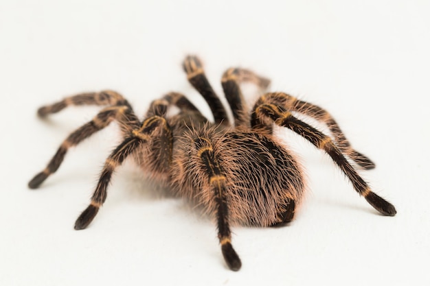 Grammostola pulchripes (goldenes Knie Tarantura) auf weißer Oberfläche.