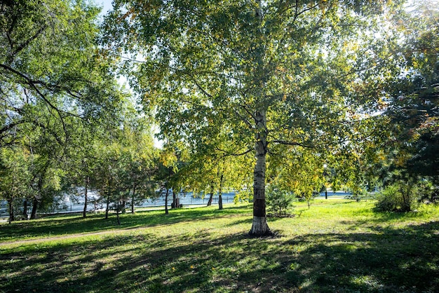 Un gran abedul con ramas retroiluminadas de follaje verde y amarillo en el parque