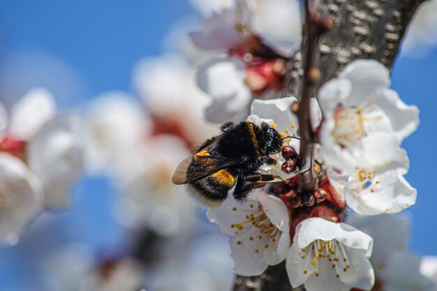 Un gran abejorro peludo poliniza las flores de un albaricoquero