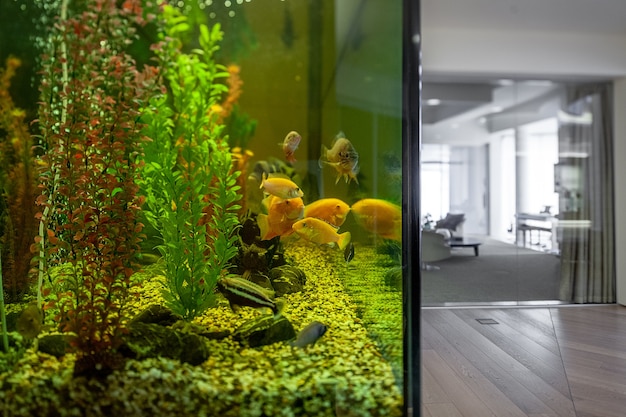 Gran acuario casero con cíclidos en un interior elegante