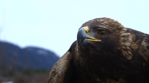 el gran águila dorada foto hd