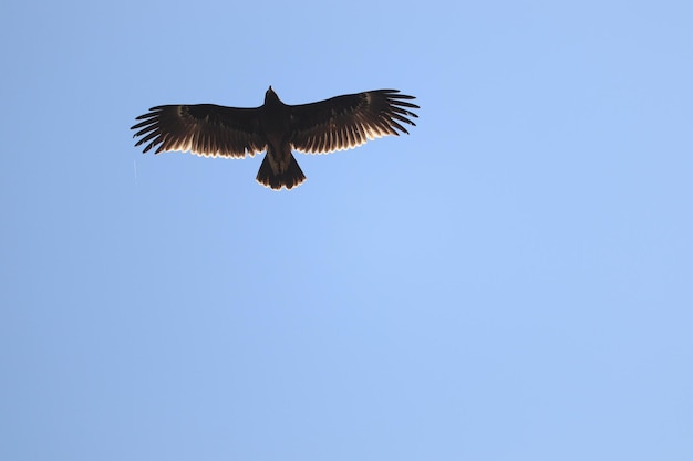 Gran águila moteada (Clanga clanga) volando en cielo despejado