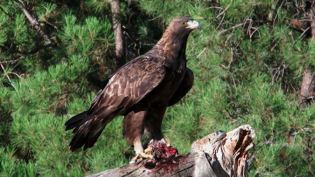 El gran águila que atrapó a la presa.