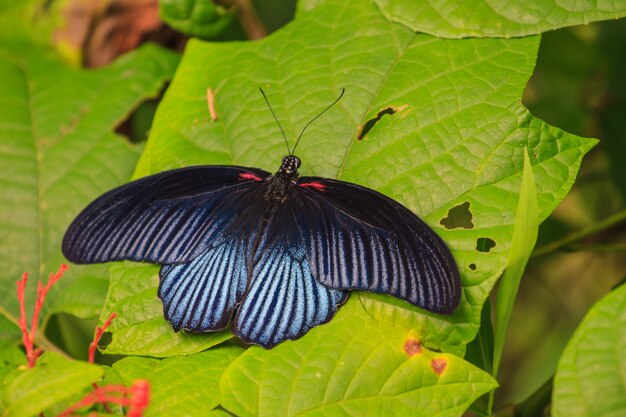 Gran ala abierta mormón macho negro en el árbol