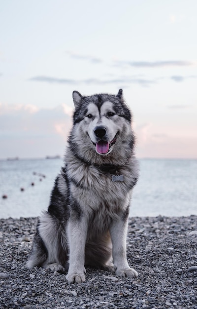 Gran Alaskan Malamute gris. Retrato de un gran perro pura sangre en la playa