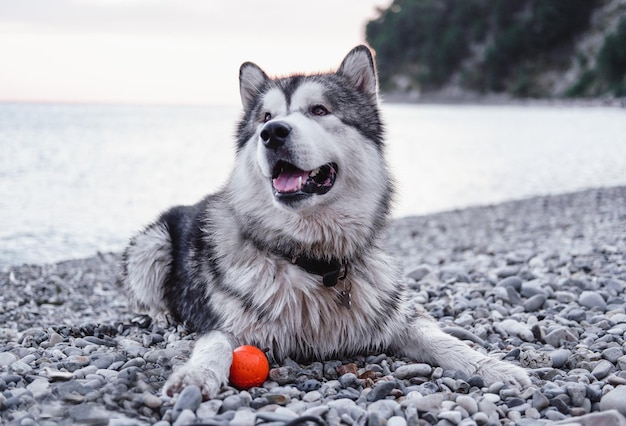 Gran Alaskan Malamute gris. Retrato de un gran perro pura sangre en la playa