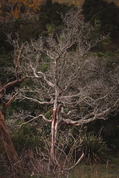 Gran angular de un árbol grande