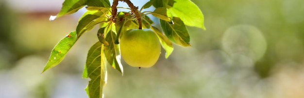 Gran angular de una sola manzana verde aislada contra un fondo verde bokeh Frutas y hojas colgando de la rama de un árbol en un huerto afuera Productos frescos en una granja orgánica para una agricultura sostenible