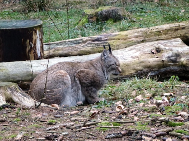 Un gran animal, un lince, se sienta en el bosque aferrado al suelo cerca de un árbol