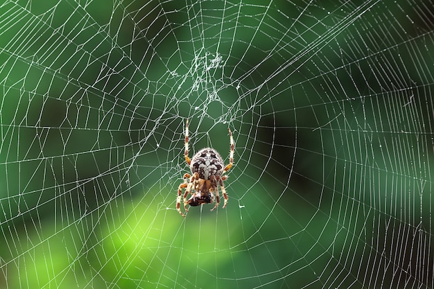 gran araña come una mosca en una telaraña