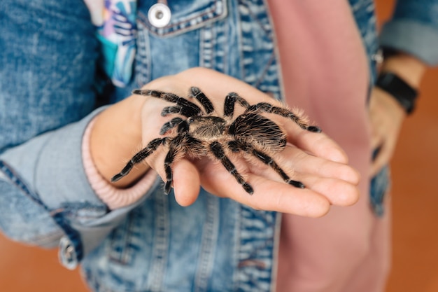 Una gran araña tarántula se sienta en el brazo.