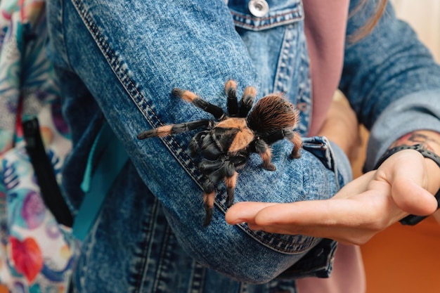 Una gran araña tarántula se sienta en el hombro de un ser humano